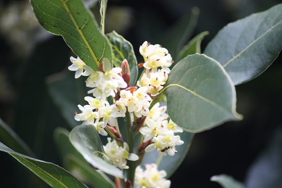 Aunque hace días que están galardonados los laureles con sus propias flores blancas…

MF-A