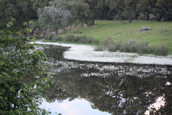 ¡Cómo estaba ayer al atardecer la dehesa por la que pasamos!, con las lagunas cubiertas en algunos tramos casi totalmente, por los ranúnculos acuáticos florecidos.
MF-A