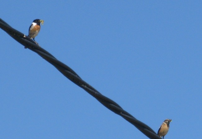 Tarabillas macho y hembra con la ceba para su crías.