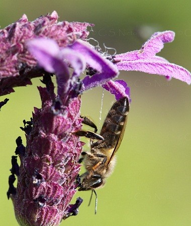 Los restos de fibras del pelo de las ovejas, que estas dejan en las plantas al ir pastando, pueden suponer una trampa mortal para estos insectos.

Monte arriba