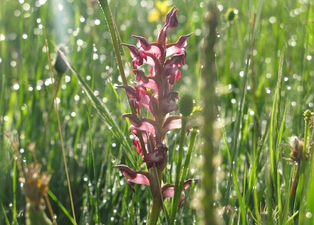 En los Llanos cercanos a Cáceres, próximas a una charca, encontré estas orquídeas que crecían entre la hierba mojada que brillaba con las primeras luces del día.

Pilar López