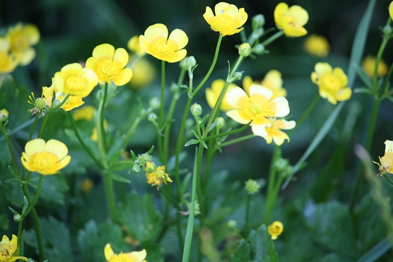 Botones de oro (Ranunculus acris)al sol de esta tarde.

Mónica Fernández-Aceytuno