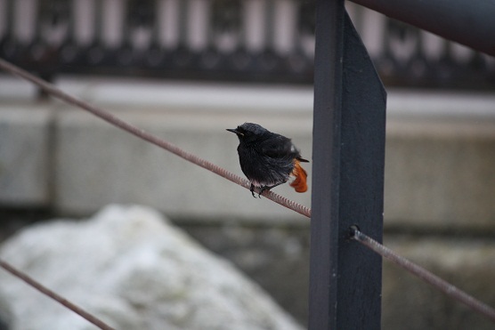 Si hace unas semanas fotografié a una hembra, toda peinada, hoy me encontré a un macho en el muelle del puerto, recién bañado.

Mónica Fernández-Aceytuno