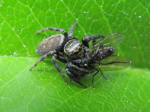 ¡Qué suerte he tenido! Es lo primero que me dije cuando al hacer la fotografía de aquello que veía como un pequeño bulto oscuro sobre la hoja del seto del jardín pude comprobar de lo que se trataba.
Isabel Fernández Bernaldo de Quirós