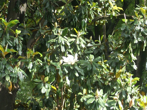 Parece una paloma pero es una de las primeras magnolias que han abierto en el sevillano Parque de María Luisa.

Joaquín