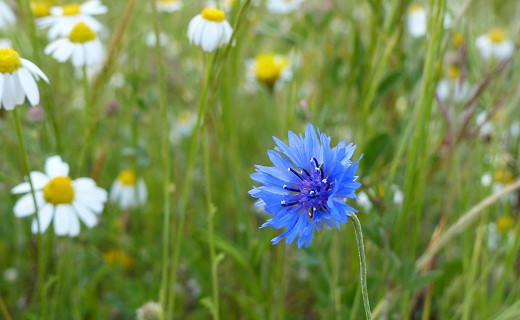 Tienen los acianos un tono azul verdaderamente regio. Como además su nombre “científico” es el de Centaurea, el estado deseado por los que nos gusta vivir permanentemente a caballo, esta, es una de mis flores preferidas.
RM