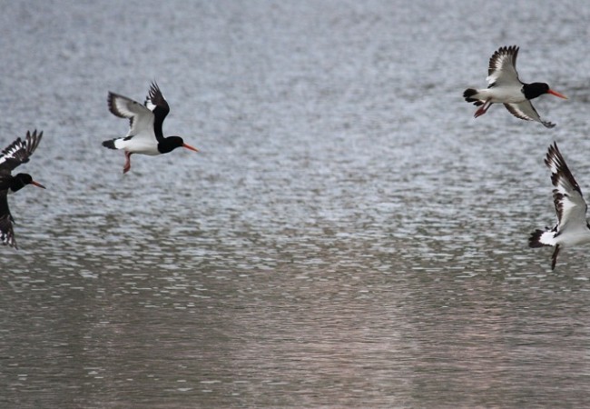 Cuando me acerqué más de la cuenta, levantaron hacia el mar el vuelo.

Mónica Fernández-Aceytuno