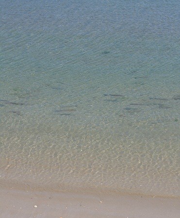 Igual que el espigón del muelle hace unos días, estaba ayer la orilla de la playa llena de lisas o mújoles, muy claras.

Mónica Fernández-Aceytuno

