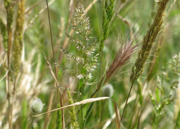 Mi padre me recordó el nombre de una de estas gramíneas, quizás la más frecuente de todas, la que llaman cebadilla (Hordeum murinum) o ese otro nombre que me encanta: zaragüelle. 

Pilar López Ávila