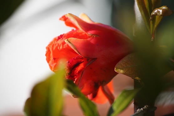 Ahora veo que lo que yo creí que eran flores caídas como estrellas rojas, eran los sépalos unidos en una copa, los cálices de la flor.

Mónica Fernández-Aceytuno