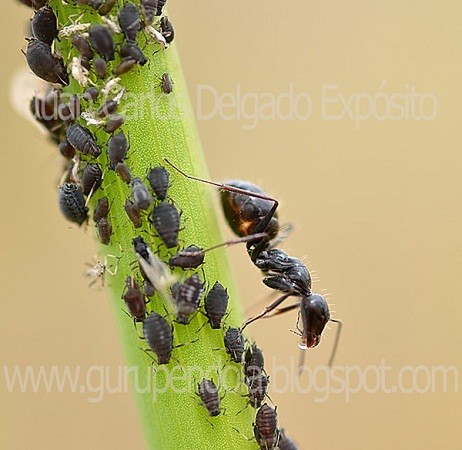 Pura simbiosis.

Juan Carlos Delgado Expósito
Fregenal de la Sierra, Badajoz, Extremadura