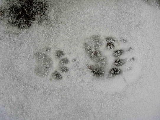 Dícese de la nieve cuando se derrite. Bajo la chapina se transparenta el color del suelo sobre la que está depositada. Es una nieve que ya no reluce.

Mónica Fernández-Aceytuno