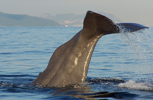 ¿Por qué los cachalotes se despiden mostrando su aleta caudal?

AUTOR DE LA FOTO: José Mari Caballero
                  Socio y capitán de Turmares
                  Whale Watching- Tarifa- Spain
