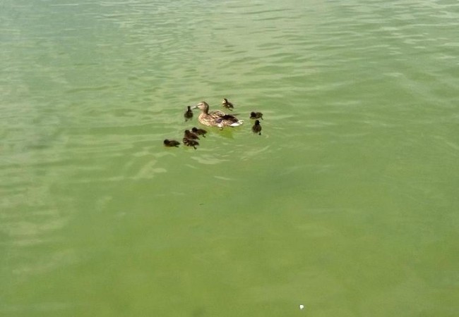 Una amantísima Pata con sus hijos; paseando esta hermosa mañana en el lago artificial de Casablanca en Zaragoza.

María Luisa