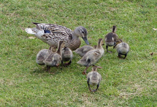 ¿Por qué será que el grupo familiar del ánade real lo forman siempre la hembra y sus patitos?

Isabel Fernández Bernaldo de Quirós