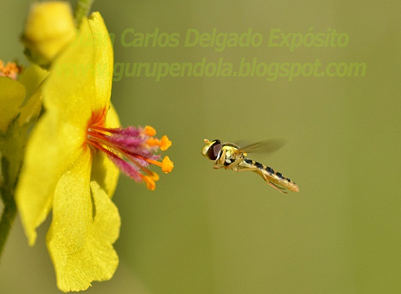 La avispilla de la foto, llegaba a la flor de gordolobo para alimentarse.

Juan Carlos Delgado Expósito