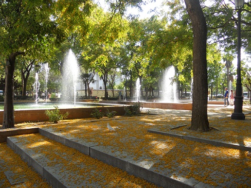 Este año su floración ha sido muy abundante y sus pétalos han formado en el suelo preciosas alfombras amarillas.  Se trata de un magnífico árbol de sombra. 

Joaquín