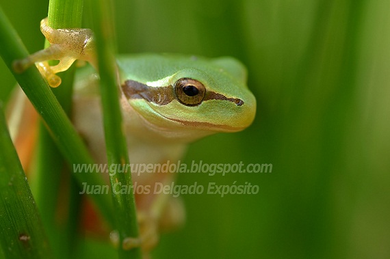 La mañana de este sábado disfruté, fotografiando a esta rana meridional, una de nuestras ranas trepadoras. 

Juan Carlos Delgado Expósito