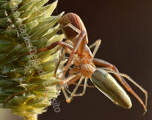 Una araña, la que se encuentra en la posición de arriba de la foto, está devorando a otra en las primeras horas de la mañana, a orillas del río Ardila.

Juan Carlos Delgado Expósito