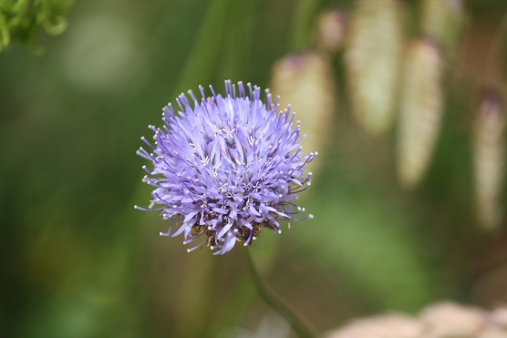 Escabiosas de flores moradas, viudas silvestres de los tejados.

Mónica Fernández-Aceytuno