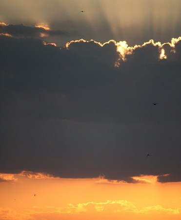 A los vencejos y a mí nos encantó ayer el atardecer.

Mónica Fernández-Aceytuno