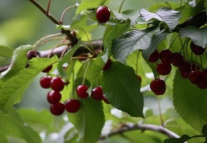 Cerezas / Aceytuno