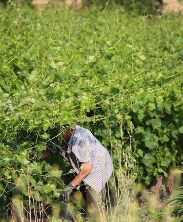 Estoy en La Rioja pasando unos días con mis padres y esta mañana, muy temprano, bajando hacia la chopera del río, me he encontrado a este labrador que se ve en “leer más”.

Mónica Fernández-Aceytuno