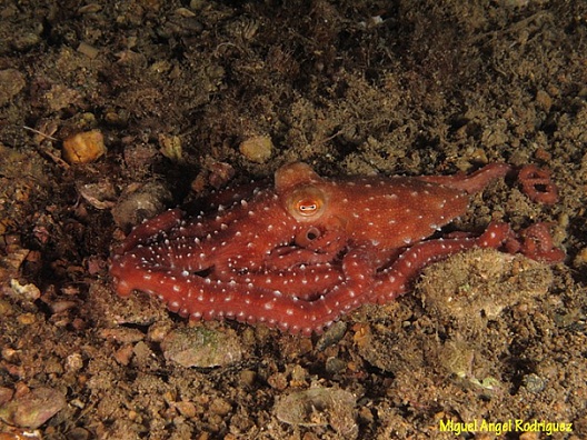 Uno de nuestros objetivos, ojalá fuera posible, es que todas las especies tengan su minuto de gloria. Mónica Fernández-Aceytuno

FOTO:   Pulpo Fabiana(Octopus macropus) 
AUTOR:  Miguel Ángel Rodríguez 
 
        
