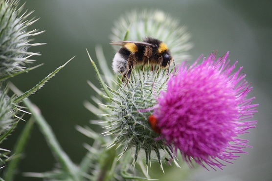 Se diría que estuviera cavando, como si intentara realizar un butrón para llegar a la caja de caudales del néctar de la flor. 

Mónica Fernández-Aceytuno