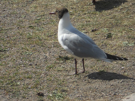 A principios de julio fotografié en un parque de Tallinn, la preciosa capital de Estonia, la gaviota cuya imagen adjunto.

Joaquín