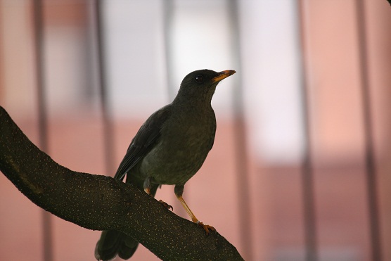 Tordo en Bogotá