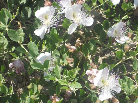 La alcaparrera es una de las pocas especies espontáneas que en pleno verano se encuentran en floración en la España seca.

Joaquín