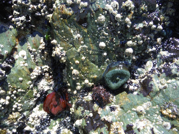 Es la primera vez que observo una Actinia equina verde.

Mónica Fernández-Aceytuno