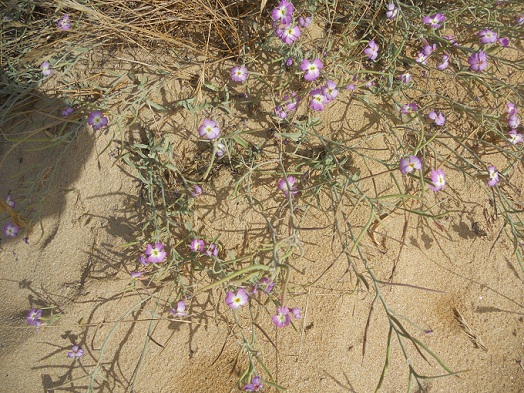 Me da la sensación de que esta preciosa planta, Malcomia littorea, que está en peligro de extinción, ha aumentando su población en las dunas de Playa América.

Joaquín