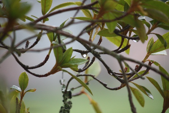 La casa, la empiezo por las flores. Las flores son los sueños de las raíces. No tenía ni ventanas cuando reservé cuatro azaleas arborescentes.Mónica Fernández-Aceytuno