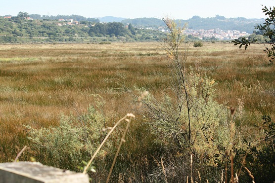 En uno y otro lugar el agua es tranquila y salobre, pero ¡qué lejos del mar y qué cerca en este caso nacen los tarayes!

Mónica Fernández-Aceytuno