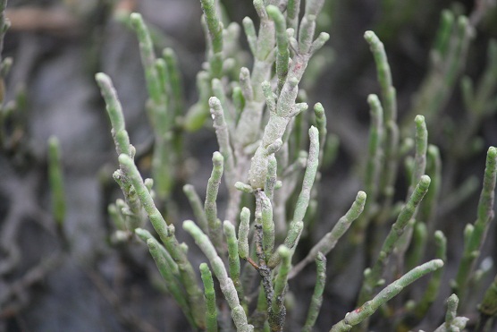 Me encantó poder fotografiar por vez primera a la salicornia, con la sal sobre el verdor de las hojas.

Mónica Fernández-Aceytuno