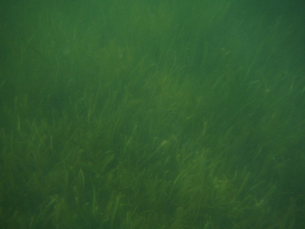 Fotografié hace unos días bajo la superficie del mar a estas zosteras, plantas que, sumergidas, dan un fruto seco parecido a una pipa de girasol.

Mónica Fernández-Aceytuno