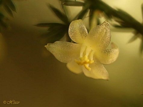 El fotógrafo de la Naturaleza Xisco Vidal nos ha cedido para su divulgación esta imagen de una flor de esparraguera silvestre.

Mónica Fernández-Aceytuno