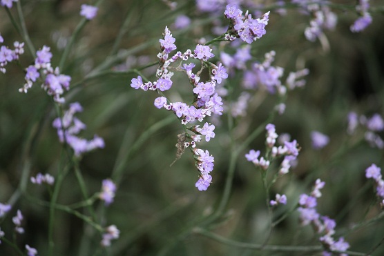 A este limonium, Limonium vulgare, se le llama espantazorras, además de lavanda marina, por ahuyentar a las polillas.

Mónica Fernández-Aceytuno