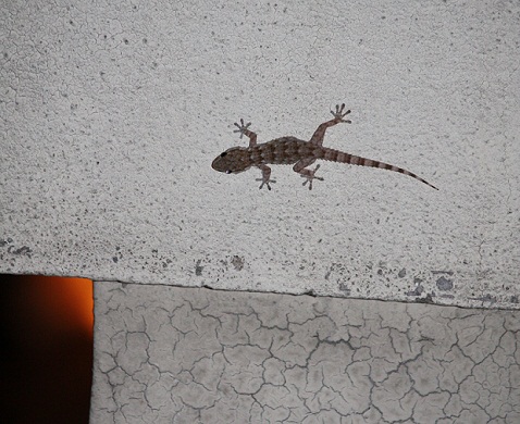 Ayer al anochecer apareció en la azotea de mi casa esta salamanquesa.

Mónica Fernández-Aceytuno