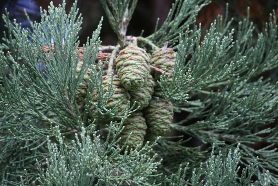 Las he visto por vez primera, las piñas de sequoia, esta tarde en la Casita del Príncipe de El Escorial.