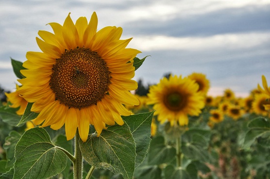 Es una abeja posada en el polen de un girasol en Tornos al lado de la laguna de Gallocanta.

Casa Laberinto Tornos