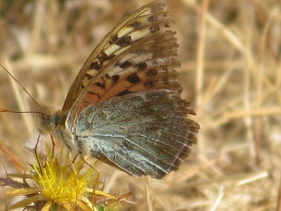 Una mariposa Pandora con las alas desgastadas del verano liba sobre la flor de un cardo amarillo. Intuyo que serán sus últimos días.

Pilar López