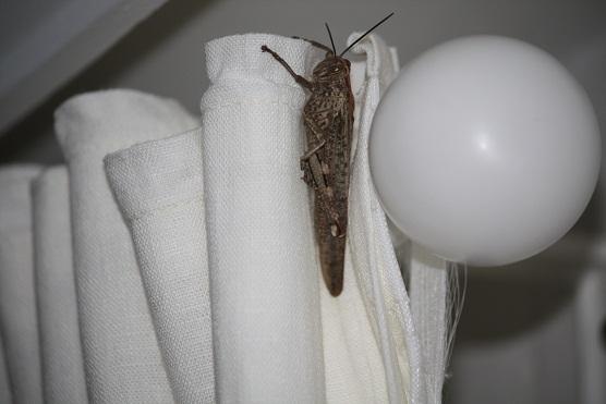 Apareció ayer esta langosta sobre la cortina de mi dormitorio. La cosa no tendría ningún mérito sino fuera porque estoy en un quinto piso, tan alejada de la tierra.

Mónica Fernández-Aceytuno