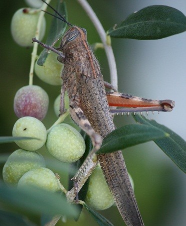 Langosta egipcia