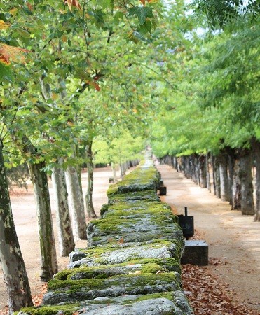 Los musgos son los sueños de las piedras, soñando que viven.

Mónica Fernández-Aceytuno