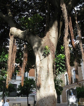 Este ejemplar de Bayán australiano que fotografié con la luz de la mañana, con sus raíces aéreas descolgándose desde las ramas más bajas hacia el suelo.

Pilar