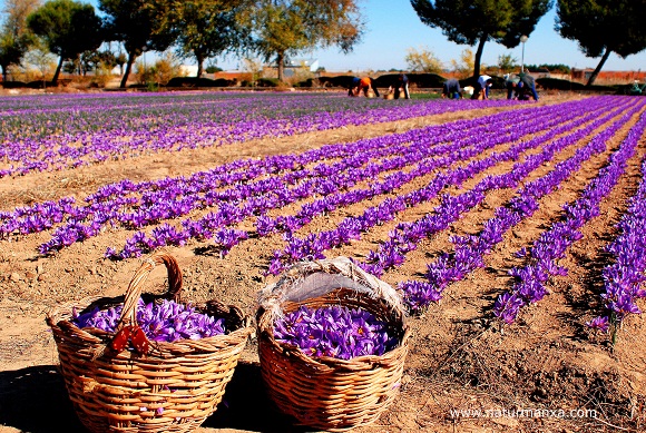 No se puede dejar toda la noche en el campo, que la noche puede dar un golpe a la rosa; y tampoco se puede dejar sin mondar, porque el tiempo, al pasar, también golpea.

Mónica Fernández-Aceytuno