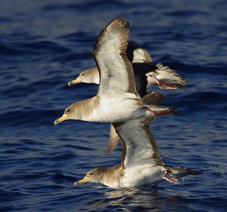 Llueven a cientos cada noche.

Mónica Fernández-Aceytuno
 
AUTOR DE LA FOTO: Beneharo Rodríguez (Fotografía por cortesía de SEO/BirdLife)
